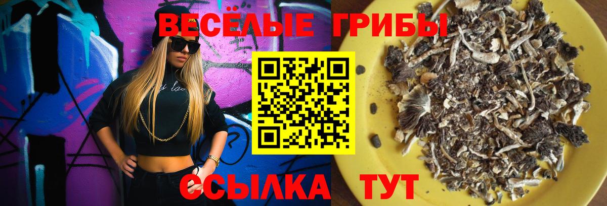 Галлюциногенные грибы Psilocybine cubensis Камышин